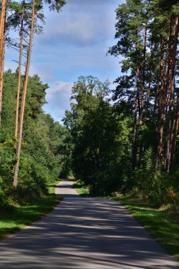 Güneşli bir sonbahar gününde çayırların ve ağaçların arasında asfalt yol. Sonbahar.