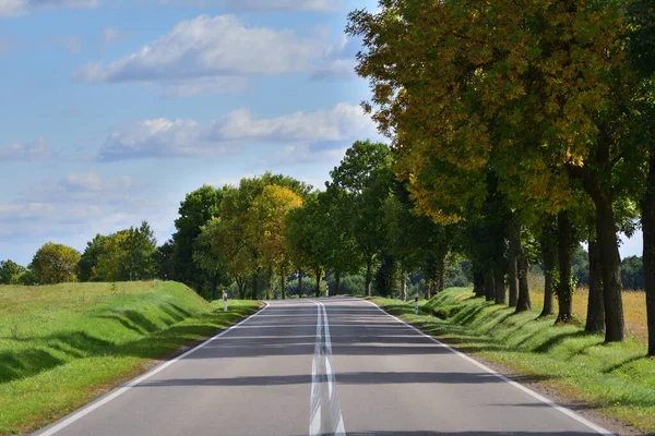 Asphalt Road Meadows Trees Sunny Autumn Day Autumn — Stock Photo, Image