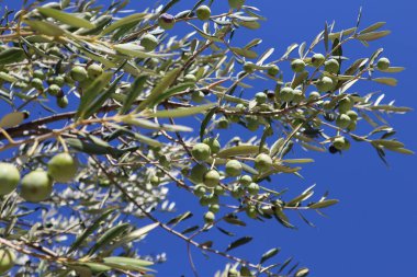 Yeşil zeytin ağacının yeşil meyvelerinin manzarası Yazın güneşli bir günde mavi gökyüzüne karşı yeşil yapraklarla 