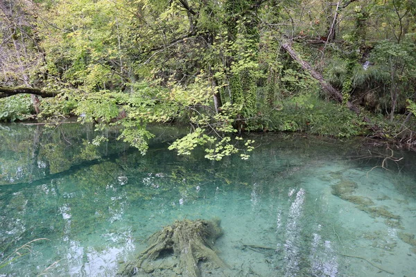 碧翠湖国家公园 湖面清澈碧绿 水底清晰可见 秋天清澈的湖景 绿叶黄绿 绿树成荫 绿树成荫 — 图库照片