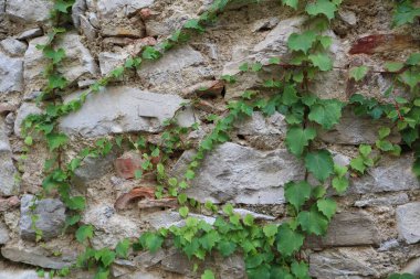 Yeşil tırmanma tesisi olan gri taş duvar. Taş duvarın ve yeşil sulu yapraklı tırmanma bitkisinin güzel arkaplan görüntüsü