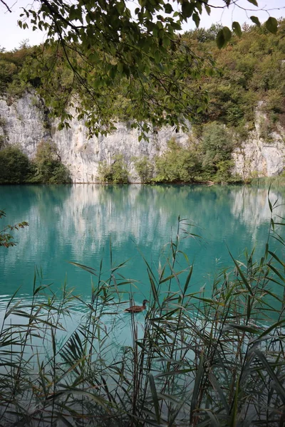 秋の曇りの朝の湖の景色 高い崖は 湖のターコイズブルーの水に反映され プリトヴィツェ湖国立公園 クロアチア 湖のターコイズブルーの紺碧の水の中でアヒルが泳ぐ — ストック写真