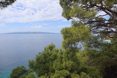 Turkuaz Adriyatik denizi ve mavi gökyüzünün güneşli bir günde parlak yeşil pofuduk çamların zemininde manzarası. Hırvatistan kıyıları, çam ağaçları ve şeffaf mavi deniz, ufukta beyaz bulutlu mavi gökyüzü, ufukta Brac adası.