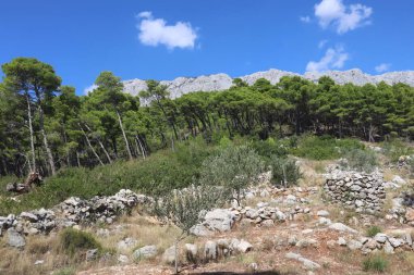 Çam ormanı ve genç zeytin ağaçları parlak mavi gökyüzüne ve yüksek dağlara karşı. Hırvatistan kıyılarında güneşli bir günde resimli çamlar ve zeytinler
