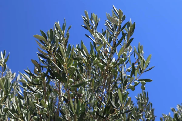 Rama Olivo Con Grandes Frutos Contra Cielo Azul Brillante Olivo — Foto de Stock