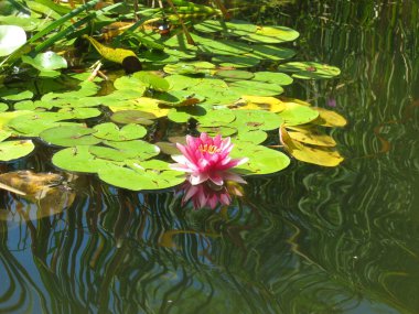 Güneşli bir yaz gününde, durgun suyla dolu gölette pembe bir nilüfer çiçeği. Yeşil yapraklı ve su yüzeyinde su bitkilerinin yansıması olan beyaz ve pembe nilüferler.