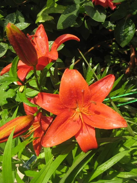 Lírio Laranja Brilhante Flores Gotas Chuva Belos Lírios Laranja Vermelhos — Fotografia de Stock