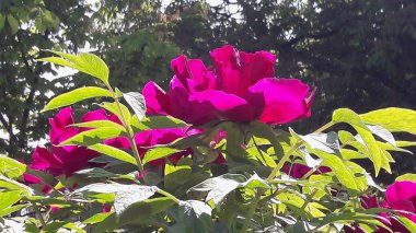 Parlak kırmızı-pembe çiçekler ve ağacın yeşil yaprakları güneş ışınlarıyla aydınlatılıyor.