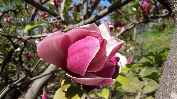 Flor Magnolia Soulangeana Com Perfume Branco Rosa Galho Árvore Início — Fotografia de Stock