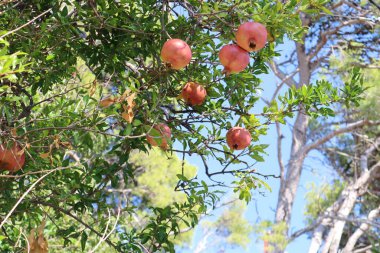 Güneşli bir günde mavi gökyüzüne karşı ağaç dalında olgun nar meyveleri. Arkaplanda yeşil yapraklar ve parlak mavi bir gökyüzü olan olgun kırmızı meyveli nar ağacı.