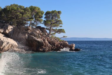 Güneşli bir günde, Hırvatistan 'ın fırtınalı denizinin arka planına karşı deniz kenarındaki bir uçurumun kenarındaki resimli çam ağaçları. Yüksek bir kayanın üzerinde parlak yeşil bir tacı olan çam ağaçları, mavi gökyüzü, dalgalar ve denizin arka planında, Hırvat sahili sahillerinde yetişiyor.