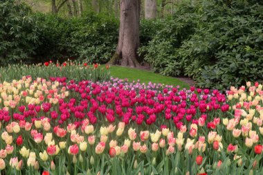 Hollanda, Keukenhof parkında bulutlu bir bahar sabahı çok renkli laleler. Sarı laleler, kırmızı, pembe çiçekler yeşil çimenlerin, çalıların ve ağaçların arka planında, ilkbaharda çiçek parkında.