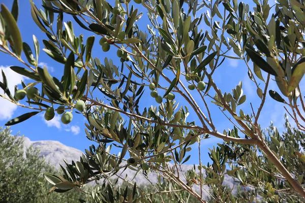 Arkaplanda yeşil zeytinli bir zeytin dalı bulutlu ve dağlı açık mavi bir gökyüzü.