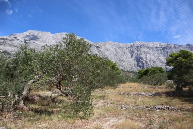 Açık ve güneşli bir günde, yüksek dağların eteklerinde yeşil meyvelerle dolu kıvrımlı bir gövdesi olan zeytin ağacı, Hırvatistan 'ın açık mavi gökyüzünün arka planına karşı