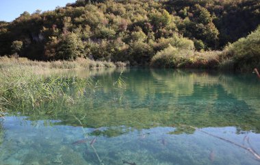 Berrak turkuvaz suyu ve güneşli bir sonbahar sabahında büyük balıklarla dolu göl, Plitvice Gölleri Ulusal Parkı