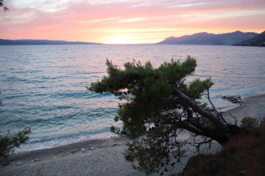 Deniz manzarası parlak gökyüzü ve ufukta güneş, deniz kıyısında çam ağacı, bir sonbahar akşamında gün batımında Hırvatistan kıyılarında plaj