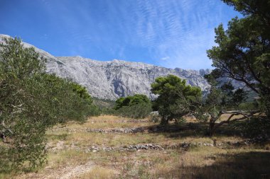 Zeytin ağaçları ve çam ağaçları, açık güneşli bir günde, Hırvatistan 'ın Dalmaçya kentinde, yüksek dağların eteklerinde mavi gökyüzüne karşı sonbahar çimlerini yaktı