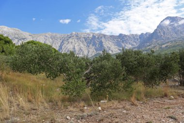 Açık güneşli bir günde, Hırvatistan 'ın Dalmaçya kentinde, kayalık dağların eteklerindeki zeytinlikler mavi gökyüzü ve beyaz bulutların arka planına karşı.