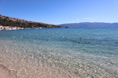 Güneşli bir günde Adriyatik Denizi 'nin berrak, masmavi sularında yüzen martı sürüsü, Krk Adası, Baska, Hırvatistan