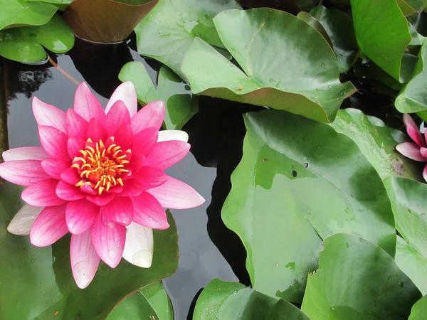 Yeşil yapraklı çok renkli nilüferler, ahududu pembe taç yaprakları ve durgun sudaki yeşil yapraklar arasında sarı pudingler. Koyu pembe nilüfer çiçeği, yaz günü gölette ince yaprakların üzerine su damlatır.