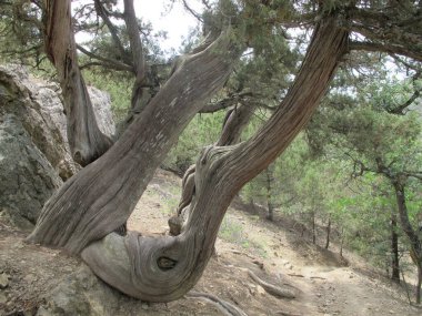 Bir dağ geçidinde bükülmüş, bükülmüş bir sandıkla ardıç ağacı, Kırım 'ın kırmızı kitap ağaçları. Yamulmuş gövdesi, kahverengi kabuğu ve ormandaki bir dağ ormanında yeşil tacı olan ağaçlara benzeyen bir ardıç ağacı. 