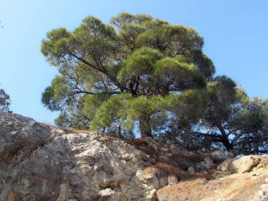 Güzel bir çam ağacı, kayalık bir kayanın üzerinde yeşil bir taç, parlak mavi bir gökyüzünün arka planında, güneşli bir yaz gününde taşların üzerinde kahverengi çam iğneleri, Kırım 'ın doğası.