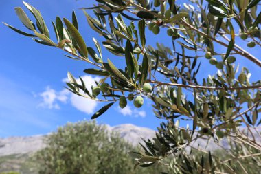Hırvatistan 'ın güneşli bir gününde zeytin dalında yeşil zeytin. Yeşil yaprakları ve meyveleri olan güzel bir zeytin dalı parlak mavi bir gökyüzüne, beyaz bulutlara ve gri kayalara karşı