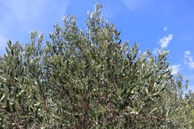Yoğun bir taç ve yeşil zeytinli bir zeytin ağacı beyaz bulutlar ve parlak mavi bir gökyüzü karşısında.