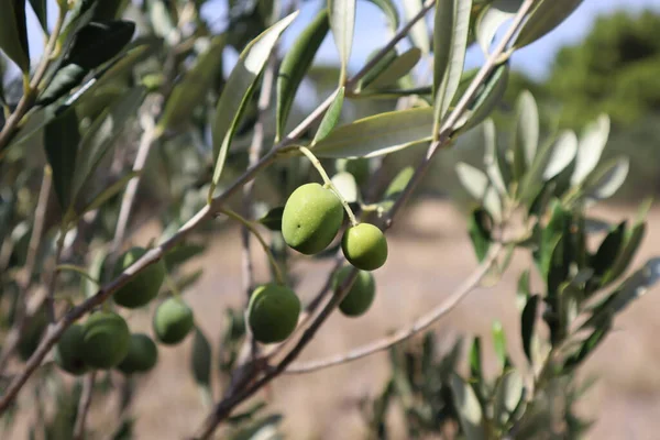 Primer Plano Una Aceituna Verde Una Rama Olivo Croacia Croacia — Foto de Stock