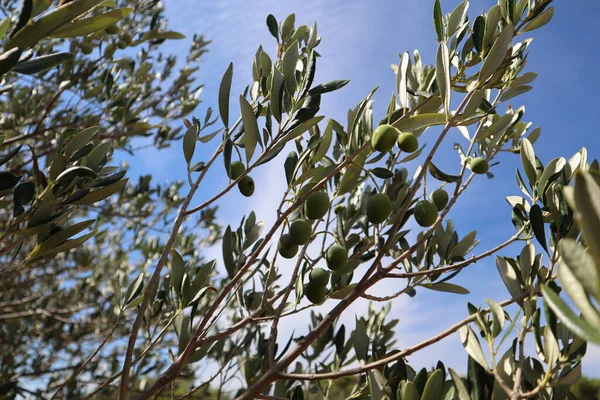 Aceitunas Verdes Una Rama Olivo Sobre Fondo Nubes Blancas Cielo — Foto de Stock