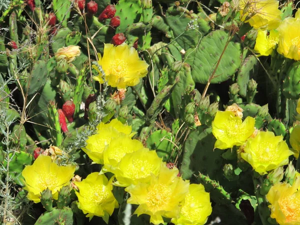 Cactus Pera Espinosa Con Flores Color Amarillo Brillante Día Soleado —  Fotos de Stock