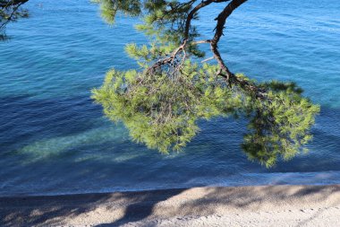 Güneşli bir sabahta, gök mavisi denizin arka planında bir çam dalının zümrüt yeşili iğneleri, Hırvatistan