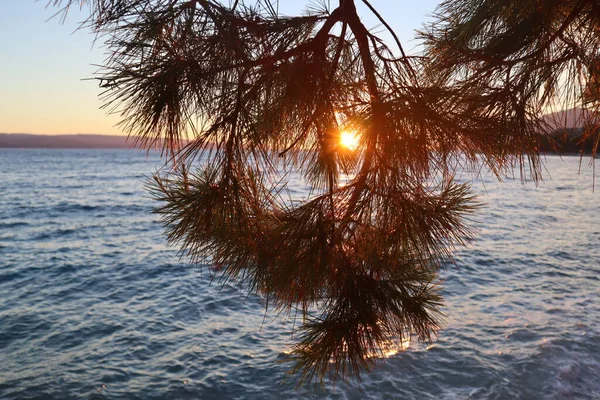 Cabang Pinus Dalam Sinar Matahari Terbenam Terhadap Latar Belakang Langit — Stok Foto