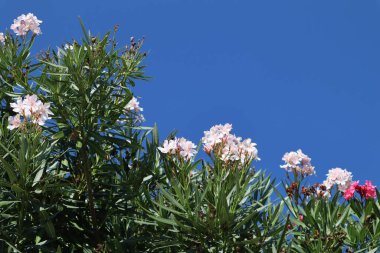 Parlak mavi gökyüzüne karşı pembe ve kırmızı çiçeklerle çiçek açan zakkum çalıları. Güneşli bir günde mavi gökyüzüne karşı yeşil yapraklı çalılıklarda parlak zakkum çiçekleri.