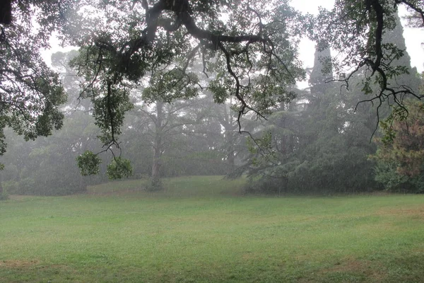 Δέντρα Και Γρασίδι Κατά Διάρκεια Νεροποντής Βροχερές Καιρικές Συνθήκες Ένα — Φωτογραφία Αρχείου