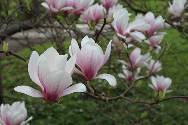 Uma Árvore Magnólia Florescente Magnolia Soulangeana Com Belas Grandes Flores — Fotografia de Stock