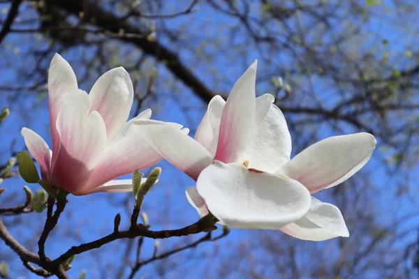 Magnólia Flores Galho Árvore Contra Céu Azul Duas Grandes Flores — Fotografia de Stock