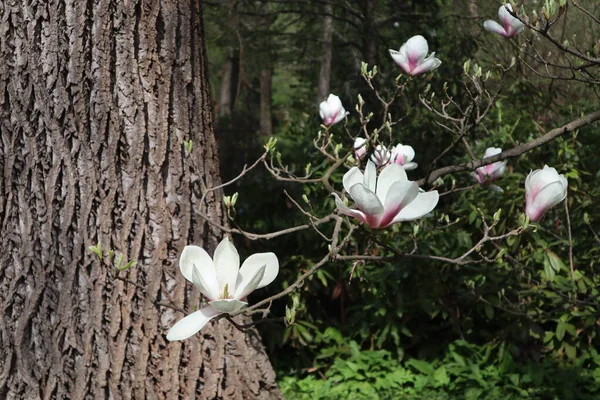 Flores Magnolia Blanco Rosadas Sobre Fondo Corteza Árbol Una Pintoresca — Foto de Stock
