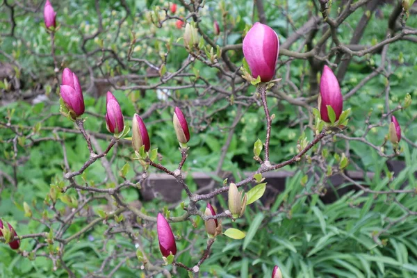 Botões Cor Rosa Flores Magnólia Jardim Início Primavera Belos Botões — Fotografia de Stock