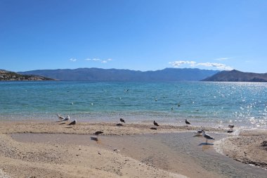 Adriyatik Denizi 'nin berrak masmavi suları, çakıl taşlı plajlarda martılar, Hırvat kıyılarında Baska tatil beldesi, Istria, Picturesque deniz körfezi, denizde ve güneşli bir sonbahar gününde deniz kıyısında martılar, Krk adası, Hırvatistan