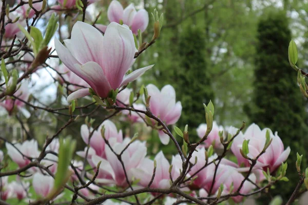 Flores Brancas Sulange Magnolia Galho Árvore Início Primavera Magnólia Florescente — Fotografia de Stock