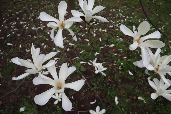 Magnólia Branca Flores Com Grandes Pétalas Galho Árvore Início Primavera — Fotografia de Stock