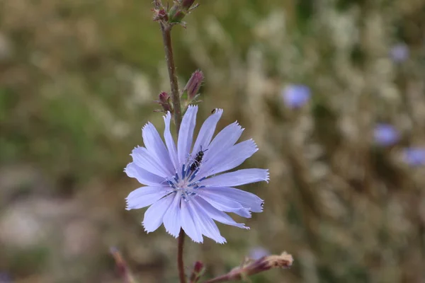 Detailní Záběr Květiny Čekanky Jemnými Modrými Okvětními Lístky Krásná Kvetoucí — Stock fotografie