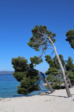 Hırvatistan 'ın güneşli bir yaz gününde mavi denizin üzerindeki yeşil çam ağaçları. Çam ağaçlarının yeşil iğneleri ve gövdeleri rüzgarla bükülmüş mavi bir denizin arka planına ve güneşli bir yaz gününde açık bir gökyüzüne karşı
