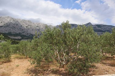 Güneşli bir yaz günü, Hırvatistan ve Dalmaçya 'da dağların arka planında güneşli bir zeytin ağacı. Resimli dağların yakınındaki bir vadide, mavi gökyüzüne ve beyaz bulutlara karşı zeytin ağaçları.