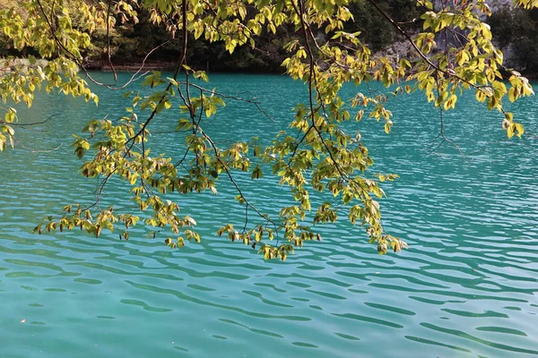 岩場の海岸やターコイズブルーの水のある湖を背景に 木の枝に紅葉の美しい風景 プリトヴィツェ湖国立公園 — ストック写真