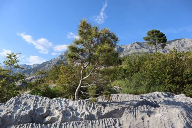 Güneşli bir yaz gününde, kayalık bir dağ yamacında genç bir çam ağacı yetişir. Büyük bir kayanın üzerindeki bir çam ağacının manzarası bir dağ sırasının arka planına ve Hırvat sahili üzerindeki açık mavi gökyüzüne karşı.