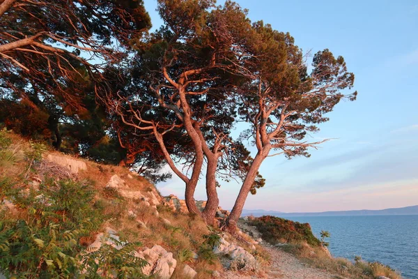 Pohon Pinus Yang Indah Pantai Dalam Sinar Matahari Terbenam Pada — Stok Foto