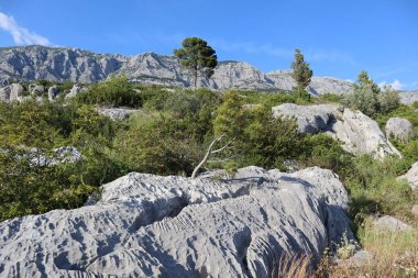 Güneşli bir yaz gününde, Hırvatistan ve Makarsk 'ta yeşil çam ağaçları olan bir dağ sırasının eteklerindeki güzel kayalar