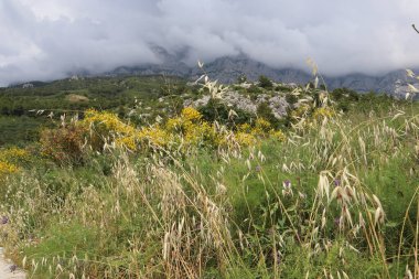 Yağmurlu bir yaz gününde dağların üzerinden vahşi bitkilerin ve kuru otların arka planına karşı gök gürültülü bulutlar. Dağların eteğindeki bir çayırda, gri yağmur bulutlarıyla gizlenmiş güzel otlar.
